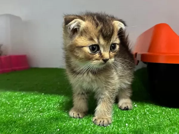 Scottish Fold Golden Ny11