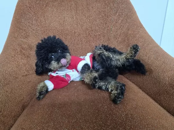 Full Eğitimli Dişi Toy Poodle