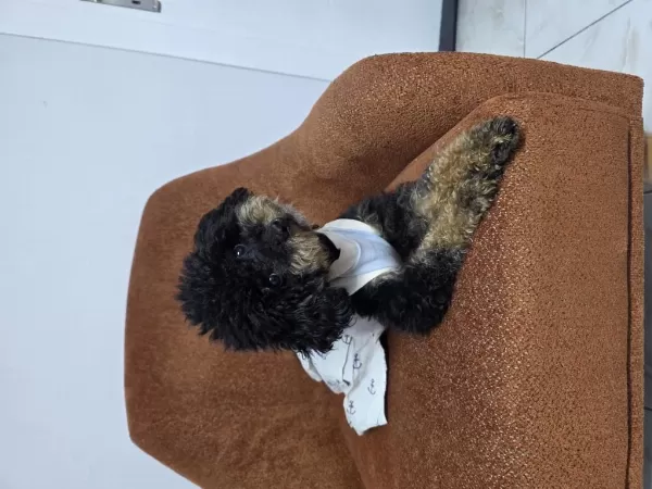 Full Eğitimli Dişi Toy Poodle