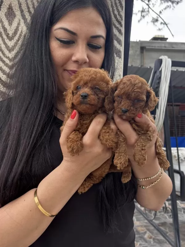 Red Ufacık Poodle Yavrularım