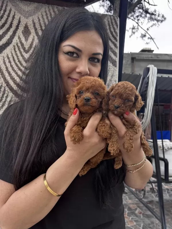 Red Ufacık Poodle Yavrularım