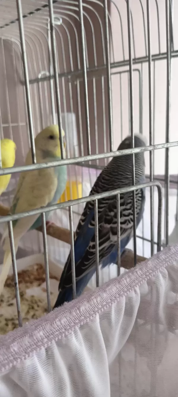 Envai Çeşit Muhabbet Kuşu