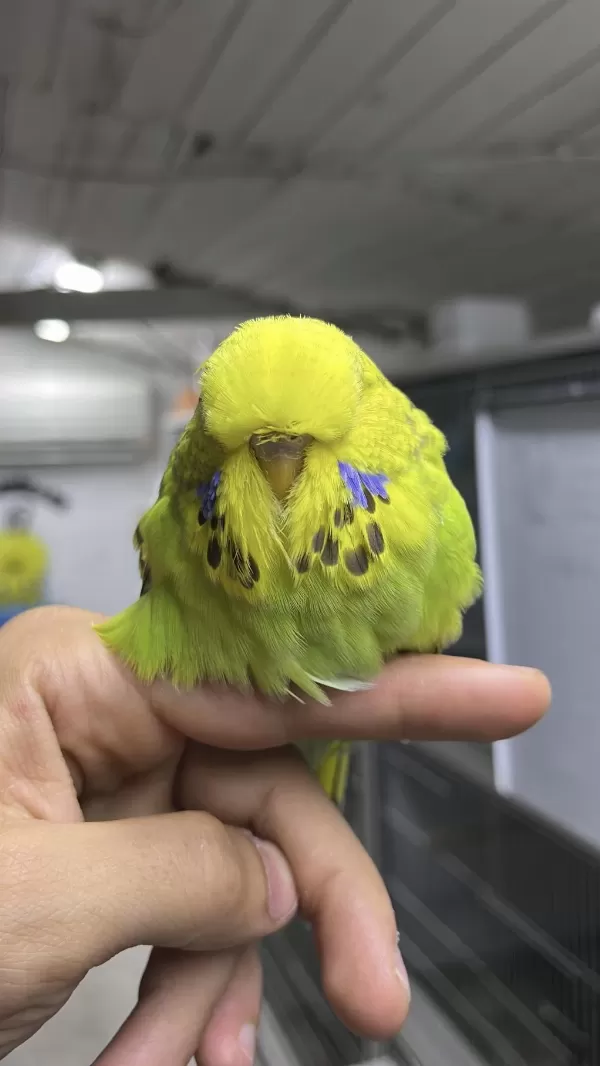 Show Jumbo Muhabbet Yavrular Uygun Ve Yardımcı Olurum