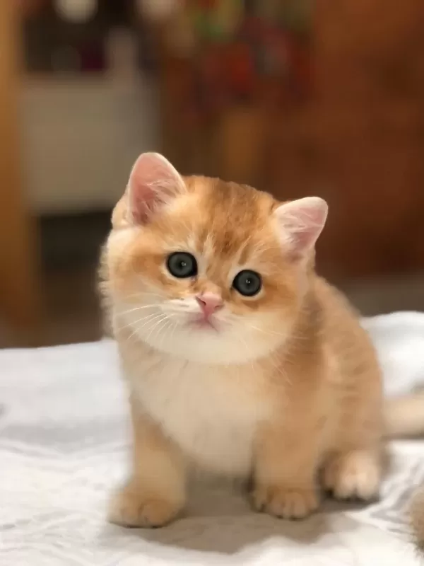 Bal Köpüğü British Shorthair Golden Yavrular