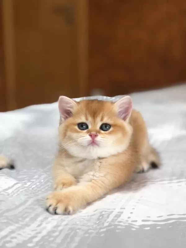 Bal Köpüğü British Shorthair Golden Yavrular