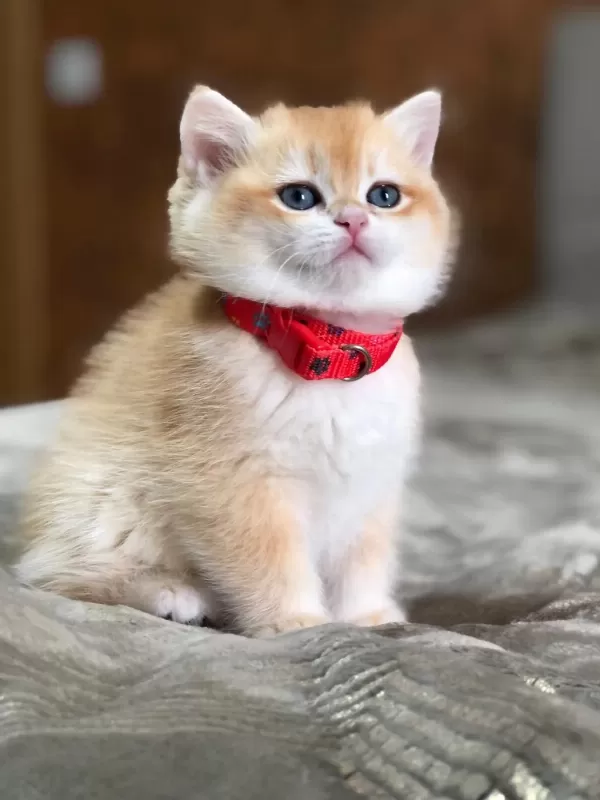 Bal Köpüğü British Shorthair Golden Yavrular