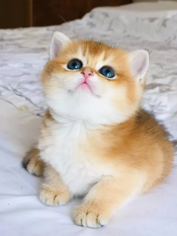 Bal Köpüğü British Shorthair Golden Yavrular