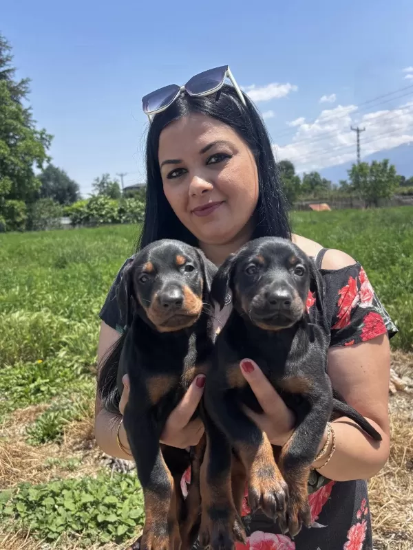 Sağlık Ve İrk Garantili King Doberman Yavrularım
