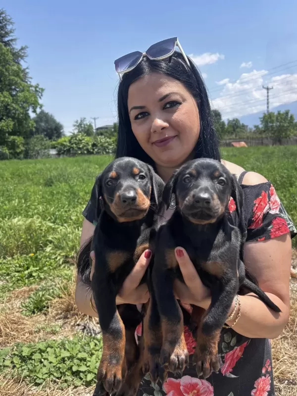 Sağlık Ve İrk Garantili King Doberman Yavrularım