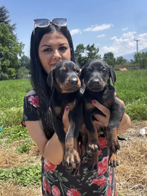 Sağlık Ve İrk Garantili King Doberman Yavrularım