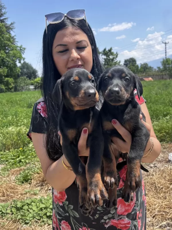 Sağlık Ve İrk Garantili King Doberman Yavrularım