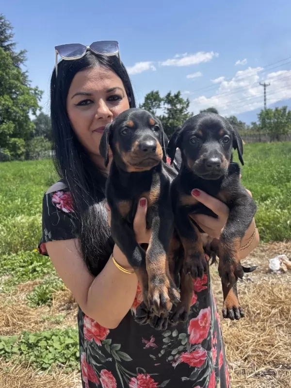 Sağlık Ve İrk Garantili King Doberman Yavrularım