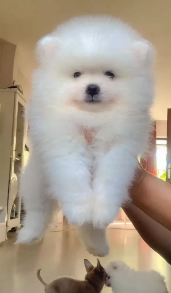 İki Aylık Pomeranian Boo Yavrularım
