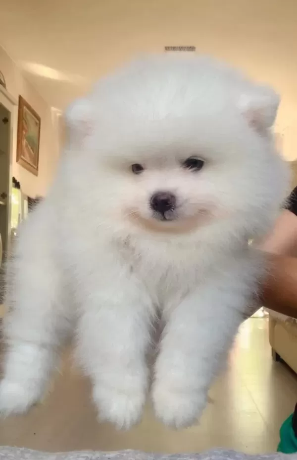 İki Aylık Pomeranian Boo Yavrularım