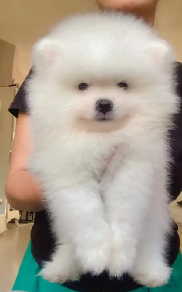 İki Aylık Pomeranian Boo Yavrularım