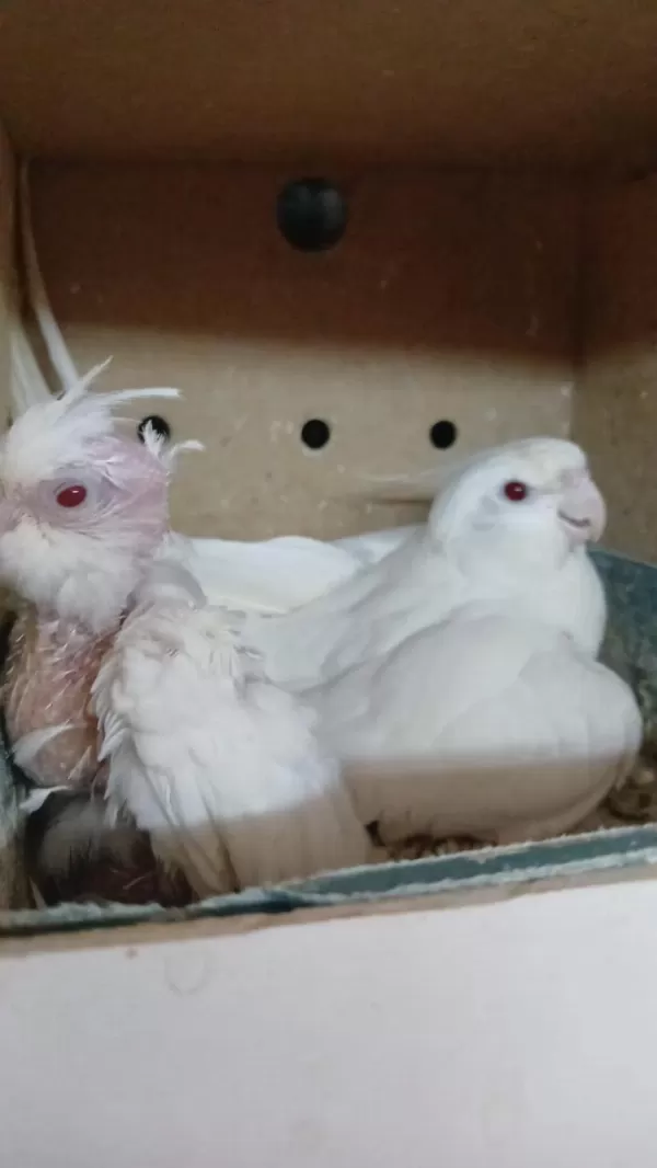 1 Yaş Erkek Albino 1 Yavru Albino Sultan Papağanı