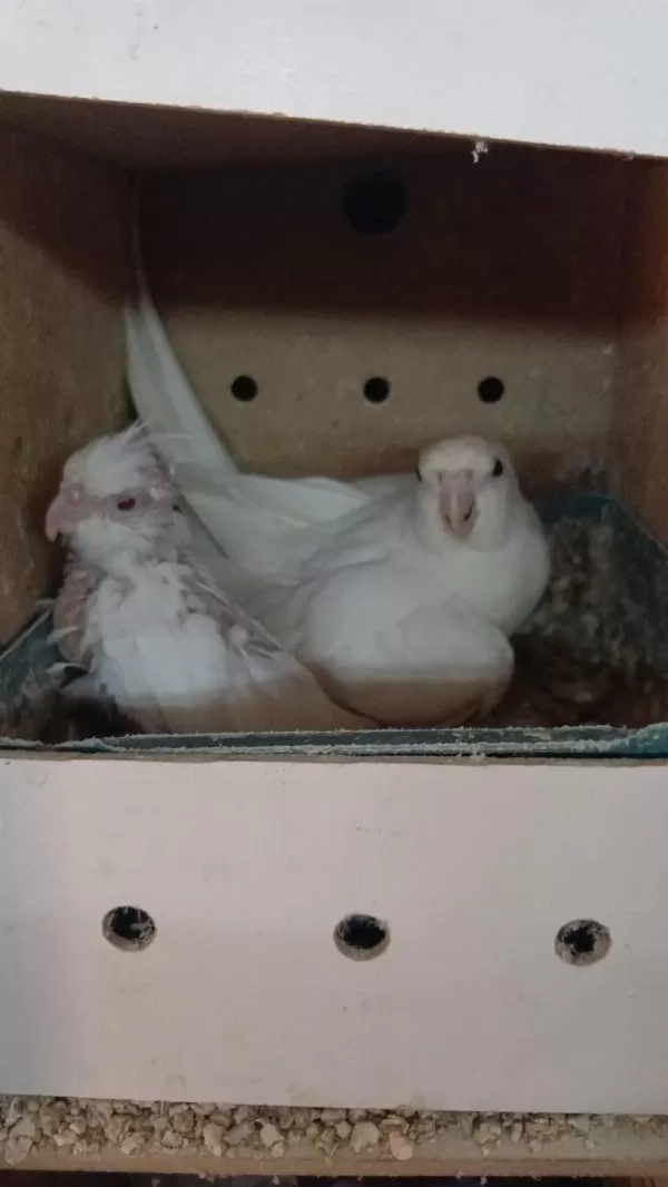 1 Yaş Erkek Albino 1 Yavru Albino Sultan Papağanı