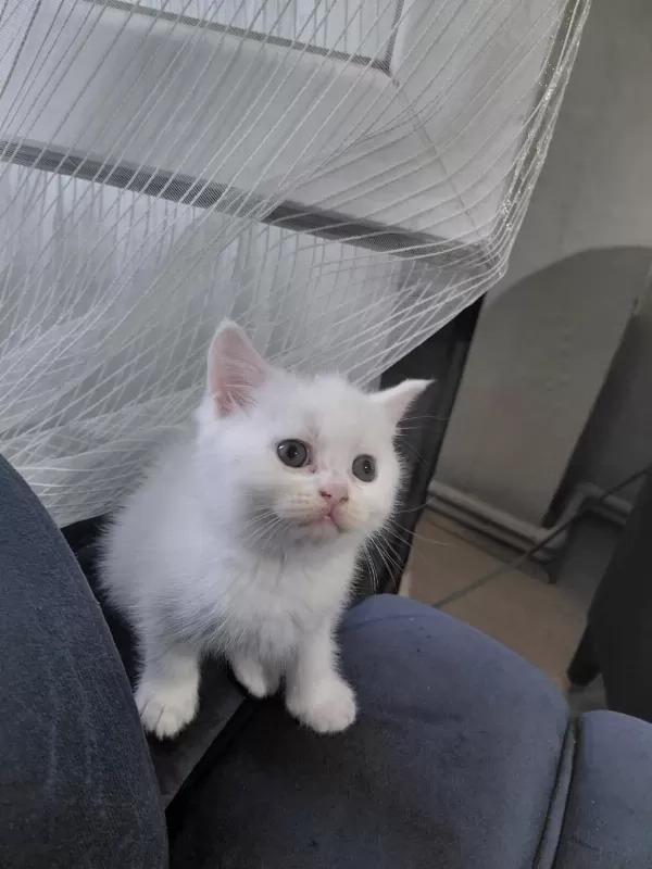 2 Aylık British Shorthair Yavru Kedilerimiz