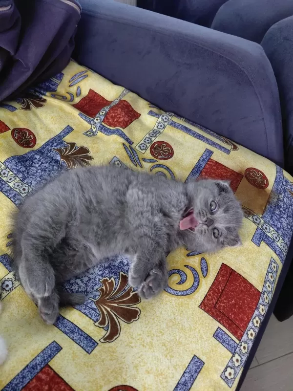 2 Aylık British Shorthair Yavru Kedilerimiz