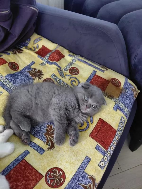 2 Aylık British Shorthair Yavru Kedilerimiz