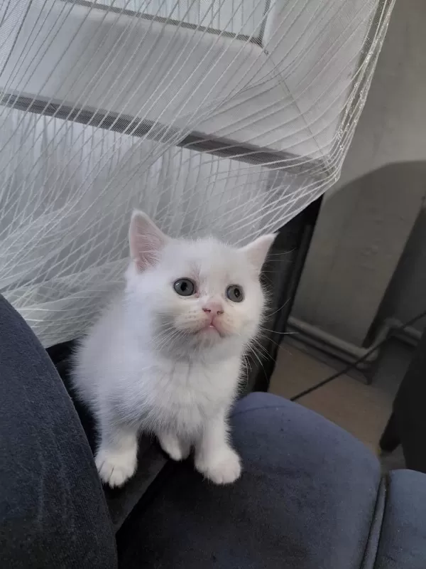 2 Aylık British Shorthair Yavru Kedilerimiz