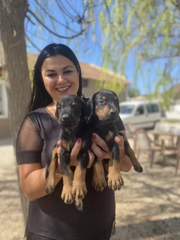 Dişi Erkek Üst Kalite Doberman Yavrularım