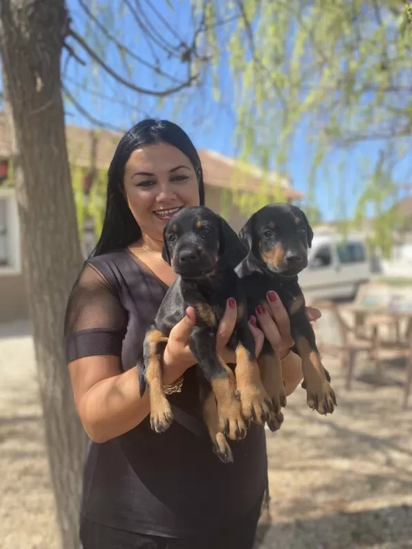 Dişi Erkek Üst Kalite Doberman Yavrularım