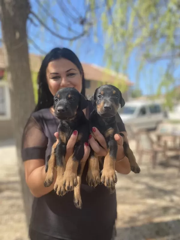 Dişi Erkek Üst Kalite Doberman Yavrularım