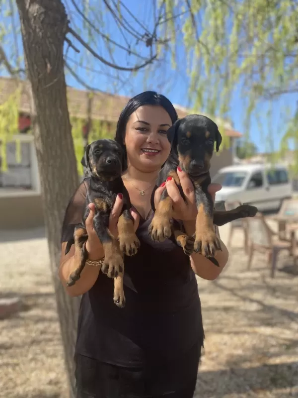 Dişi Erkek Üst Kalite Doberman Yavrularım