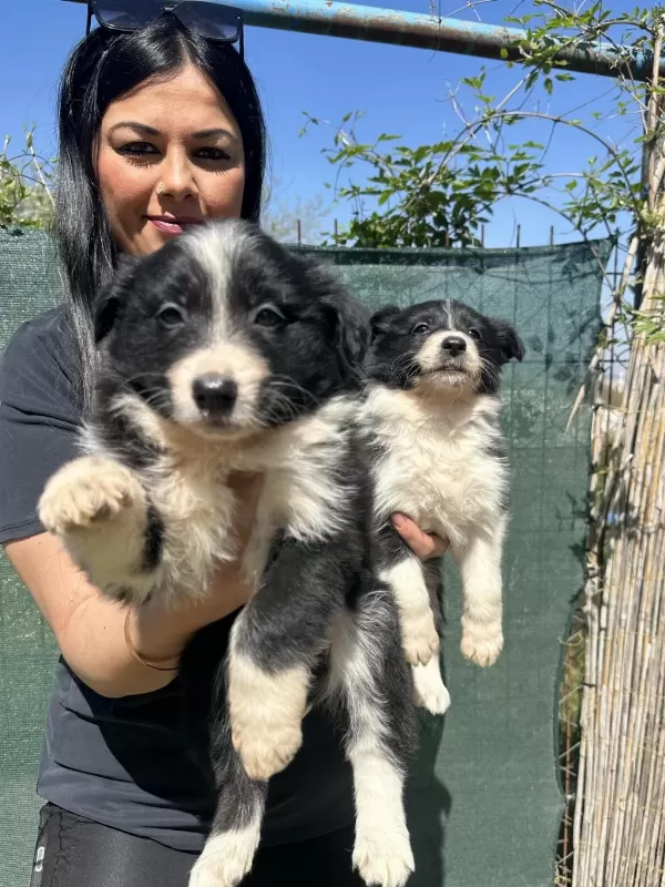 Dişi Border Collie Yavrularım