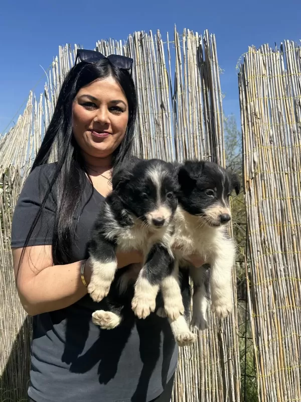 Dişi Border Collie Yavrularım