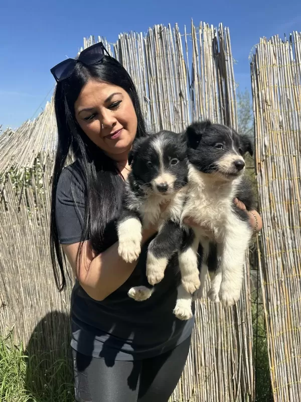 Dişi Border Collie Yavrularım