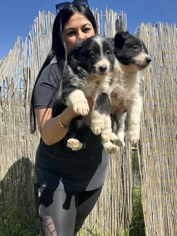 Dişi Border Collie Yavrularım