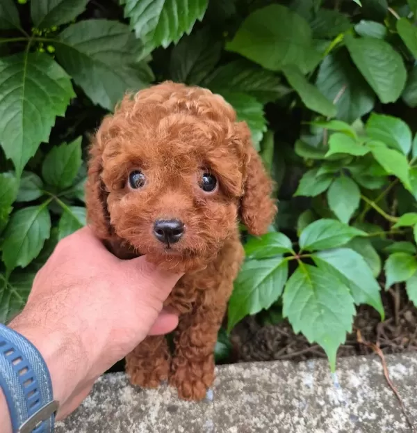 Toy Poodle İrk Garantili Yavrularımız