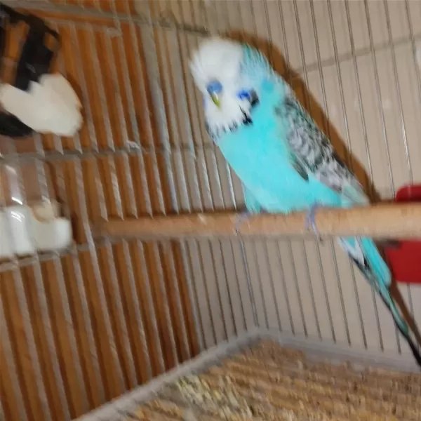 Erkek Show Jumbo Muhabbet Kuşu