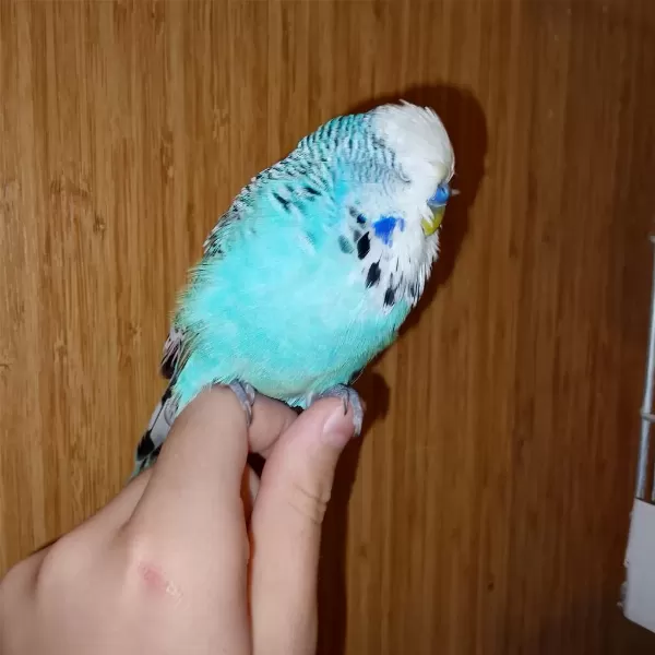 Erkek Show Jumbo Muhabbet Kuşu
