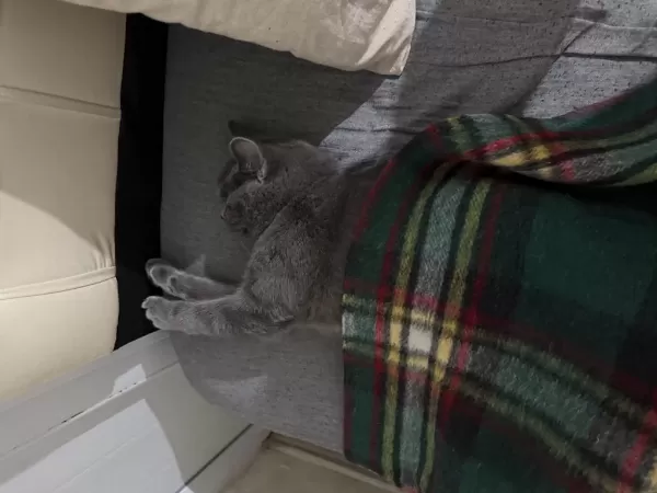 Ücretsiz Sahiplendirme British Shorthair Acil
