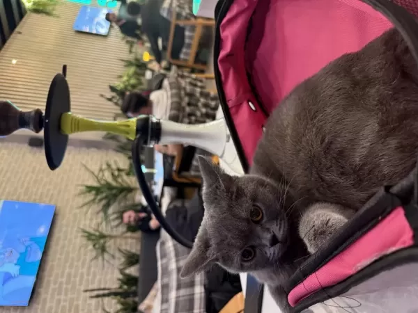 Ücretsiz Sahiplendirme British Shorthair Acil