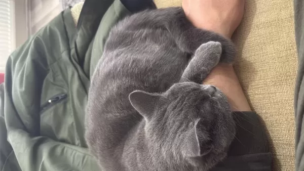 Ücretsiz Sahiplendirme British Shorthair Acil