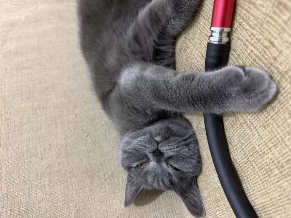 Ücretsiz Sahiplendirme British Shorthair Acil