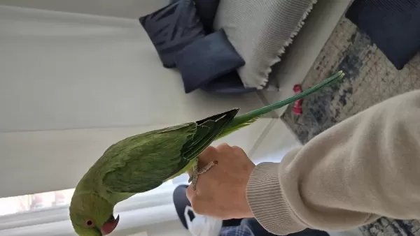 Evcil Pakistan Papağani