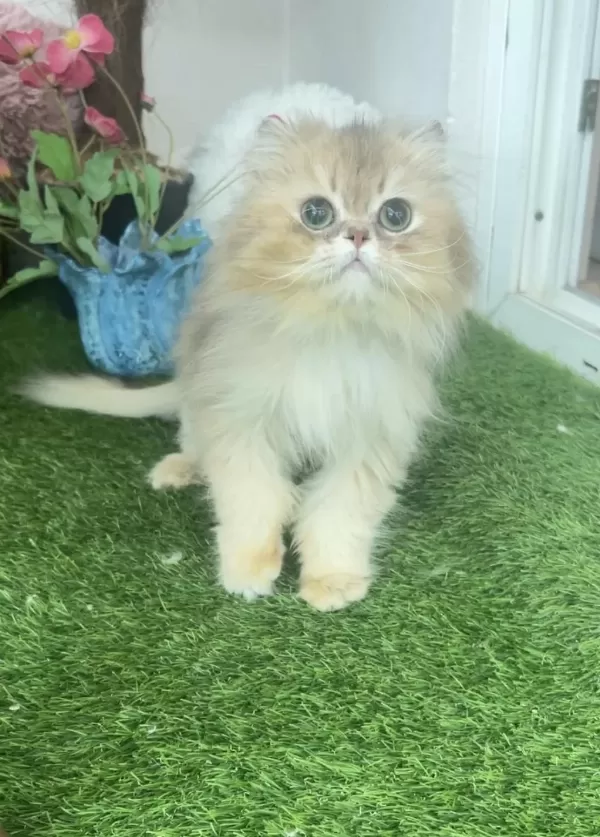 British Longhair Erkek (kısır)