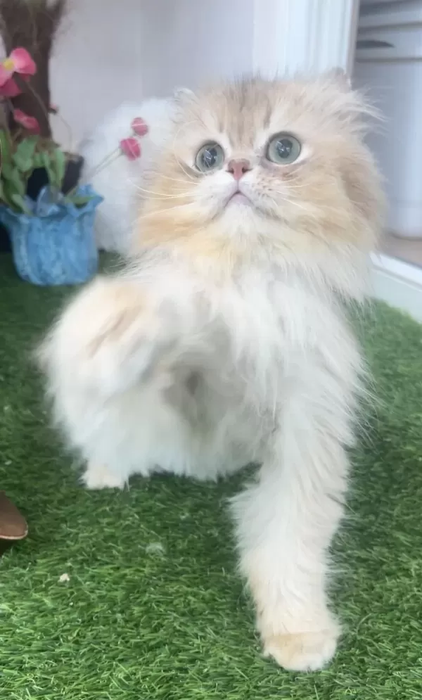 British Longhair Erkek (kısır)