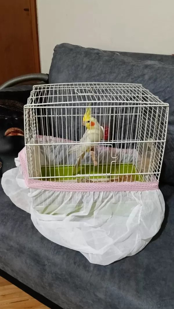 Erkek Konuşan Sultan Papağani