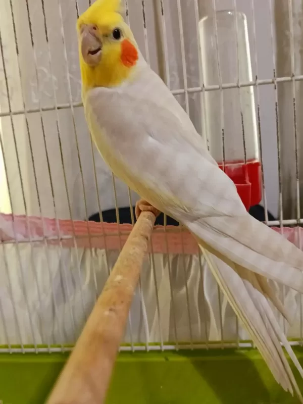Erkek Konuşan Sultan Papağani