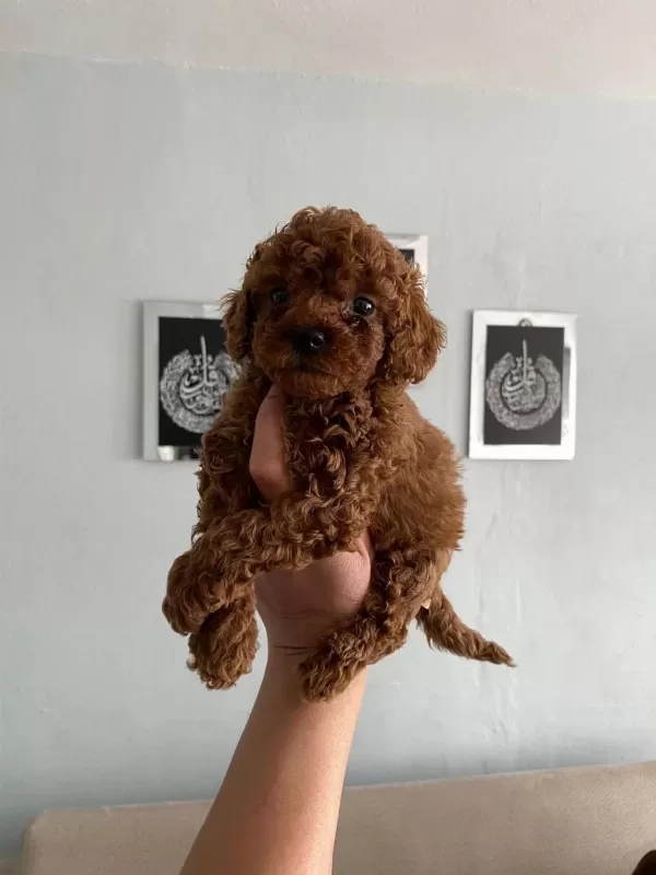 Toy Poodle Bebekleri Orijinal