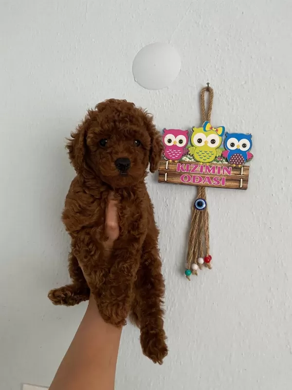Toy Poodle Yavrularım Orijinal Ev Üretimi