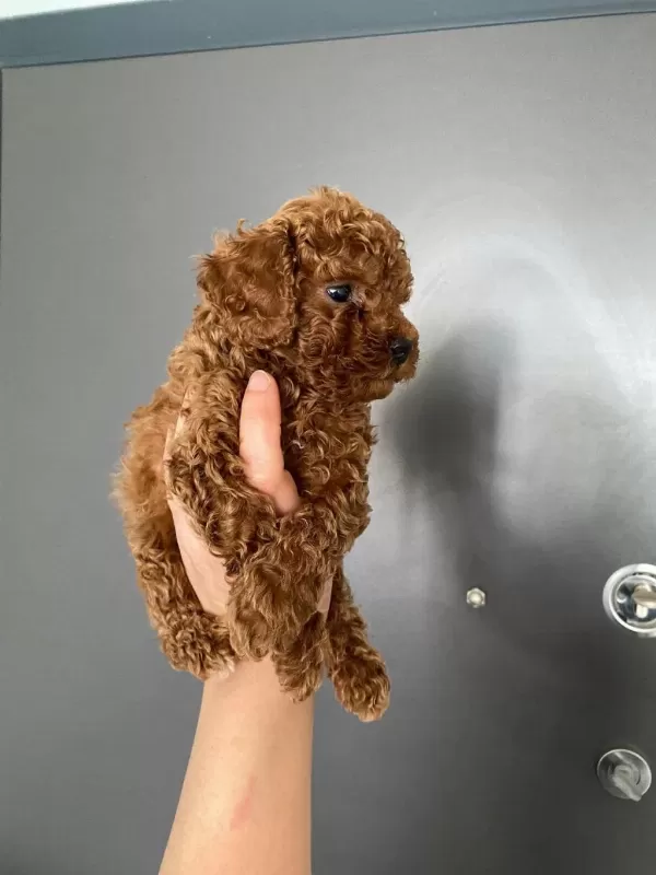 Red Brown Poodle Yavrularım Orijinal