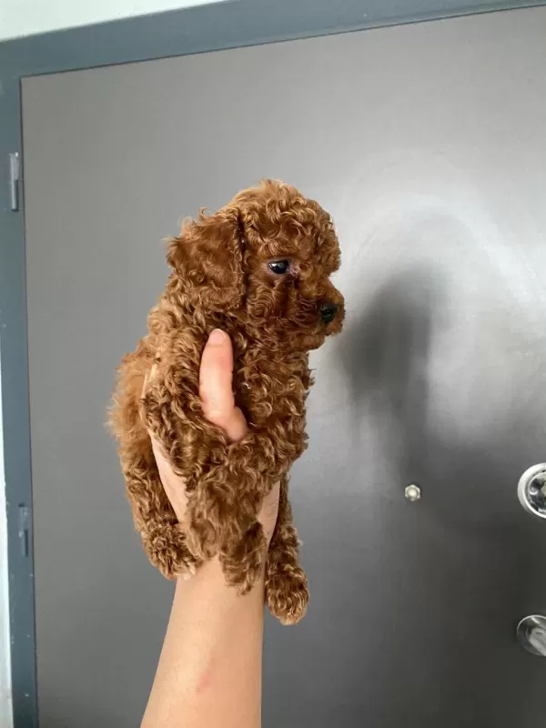 Red Brown Poodle Yavrularım Orijinal