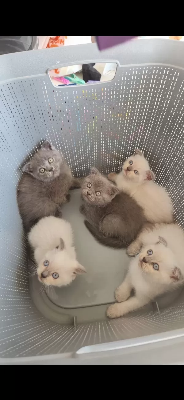 British Blue Point Mavi Göz Ve Scottish Fold Düşük Kulak